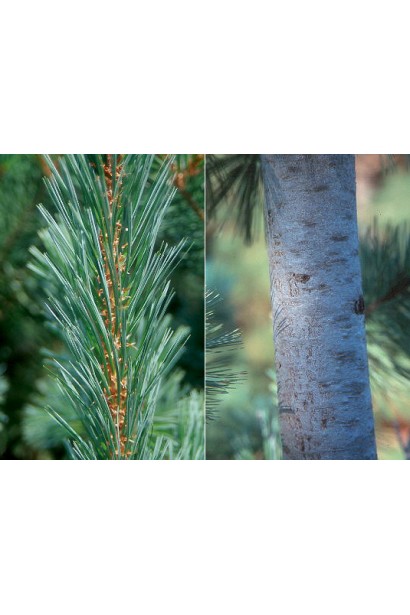 Pinus flexilis ’Vanderwolf’s Pyramid’